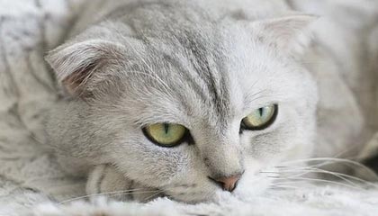 kaiyun中国官方网站-富勒姆客场战平，争取保级可能性，富勒姆现任主帅