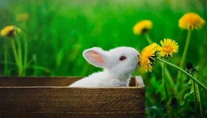 kaiyun登录入口-EDG战队战术布置引发热议，edg战队队员名单