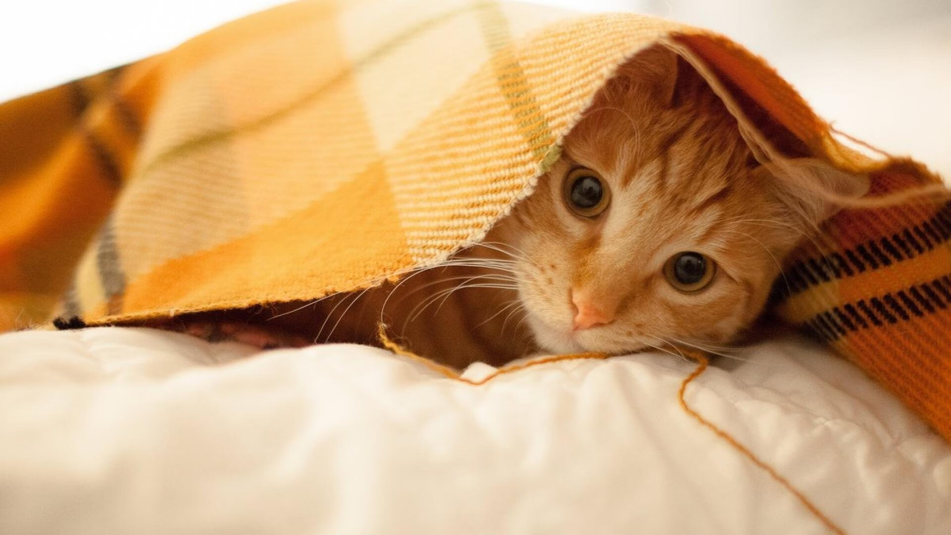 球员平均年龄下降新生代崛起势头明显,平均年龄最低的球队